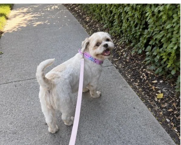 Sookie