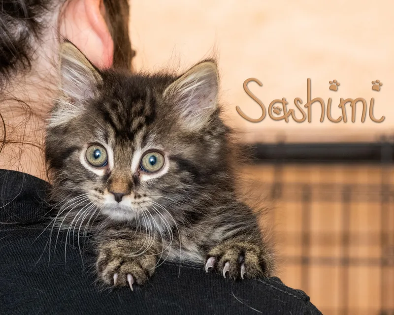 Sashimi