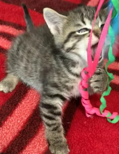 A baby small-sized female Tabby (Gray / Blue / Silver) Domestic Short Hair cat named Harper for adoption in Liverpool, TX