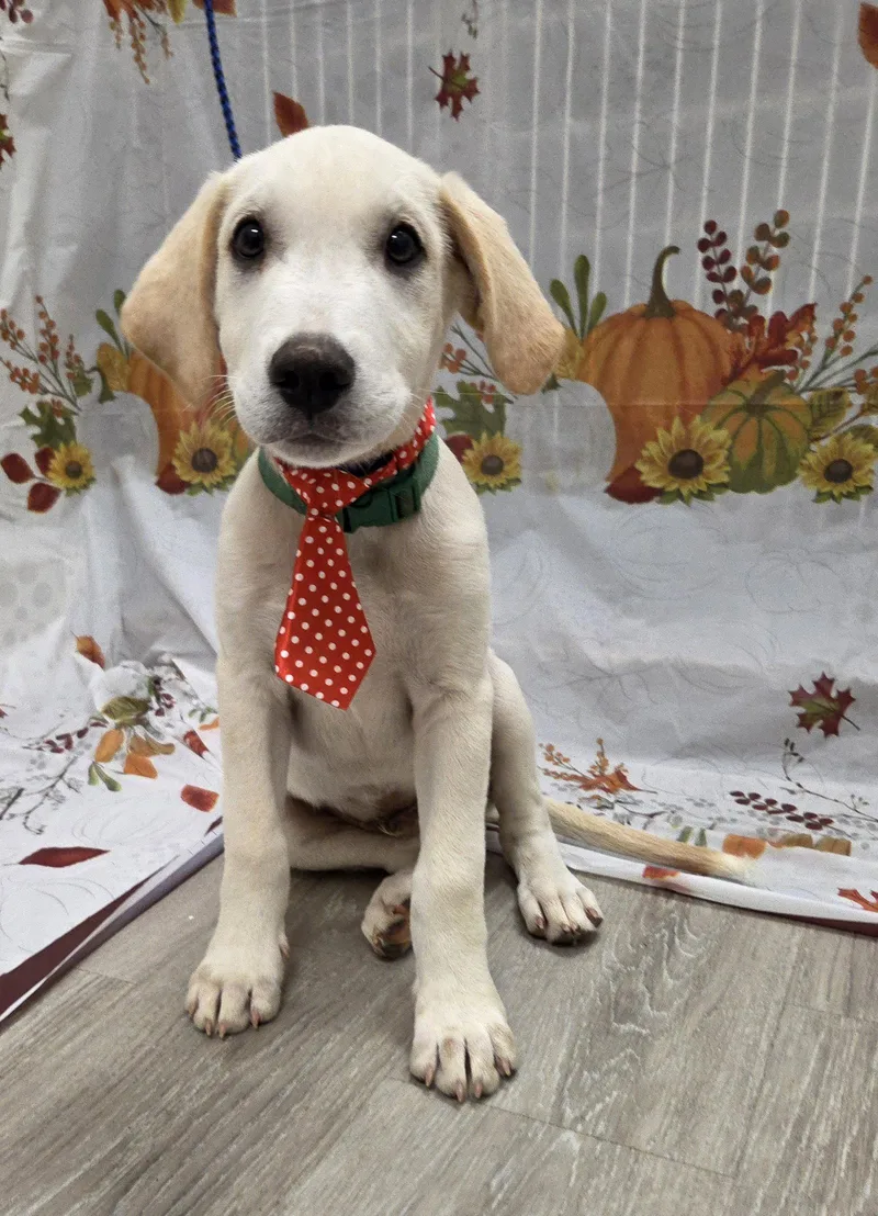 A baby medium-sized male Labrador Retriever dog named Jinx for adoption in Attalla, AL