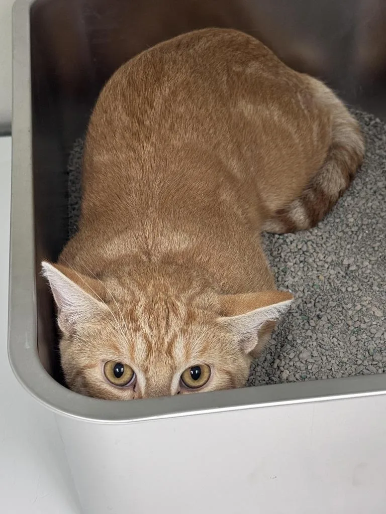 Graham Cracker