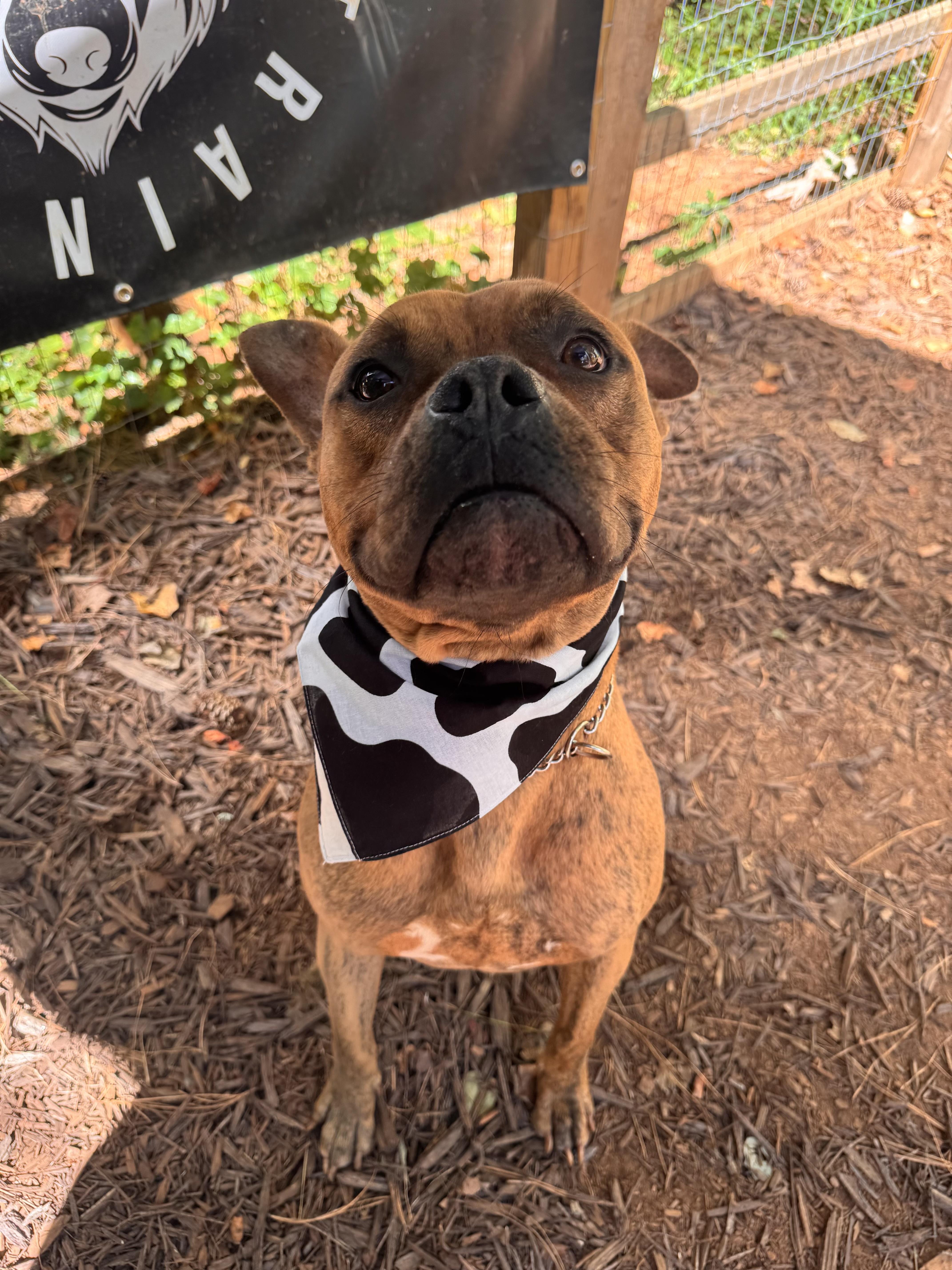 Wrangler thumbnail 2