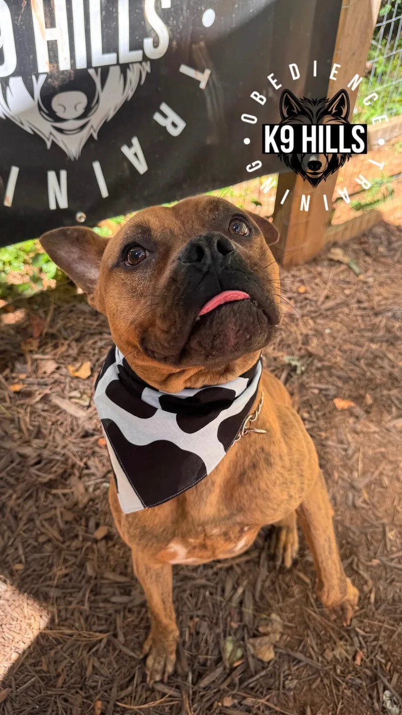 Wrangler thumbnail 3