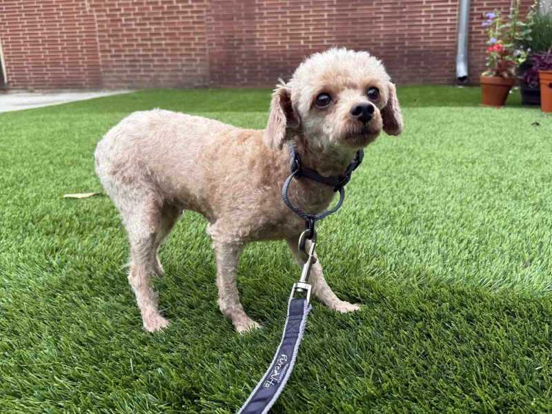 An adult small-sized female Yellow / Tan / Blond / Fawn Miniature Poodle dog named Ethel for adoption in Evanston, IL