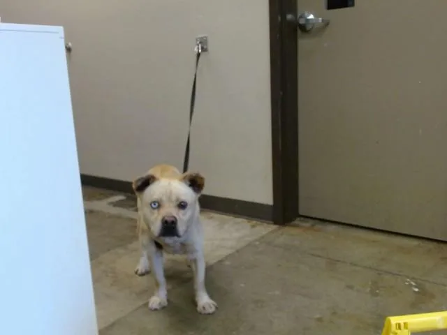 A young medium-sized male Pit Bull Terrier dog named Fig for adoption in Ontario, CA