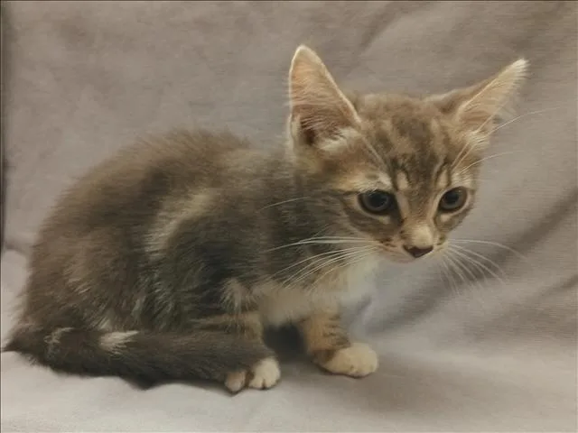 A baby small-sized female Domestic Short Hair cat named Stacy for adoption in Los Angeles, CA