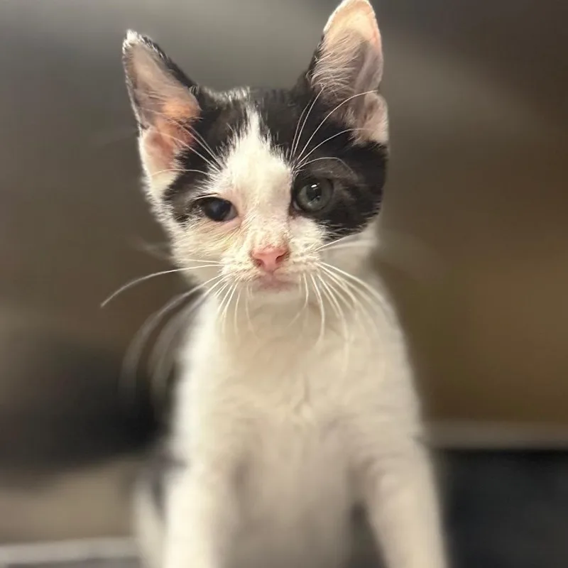 A baby small-sized female Black Domestic Short Hair cat named Brisket for adoption in Caryville, TN