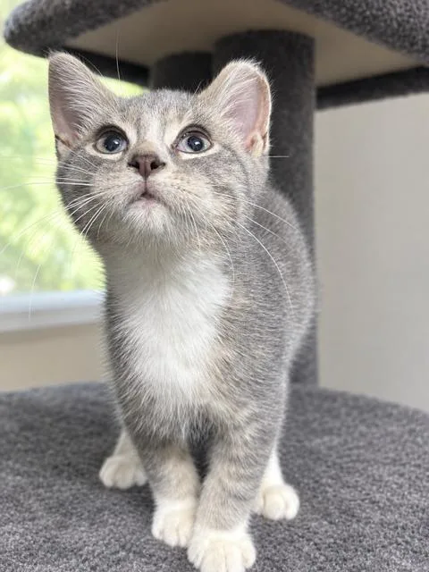 A baby medium-sized male Tabby (Gray / Blue / Silver) Domestic Short Hair cat named Nickels for adoption in Lakeville, MN