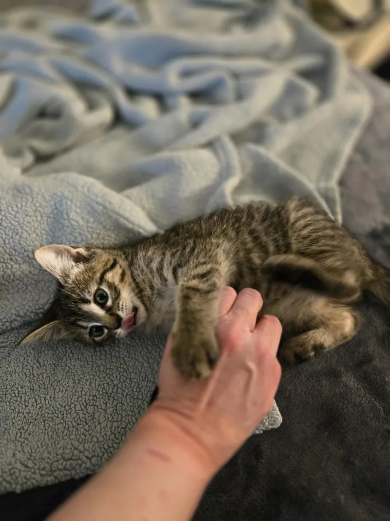 A baby medium-sized male Domestic Short Hair cat named Darrell for adoption in Walled Lake, MI