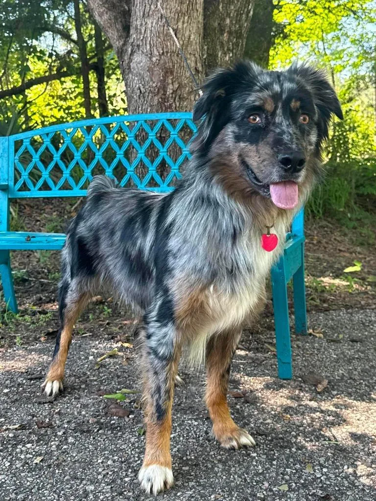 A young large-sized male Australian Shepherd dog named Milz for adoption in North Syracuse, NY