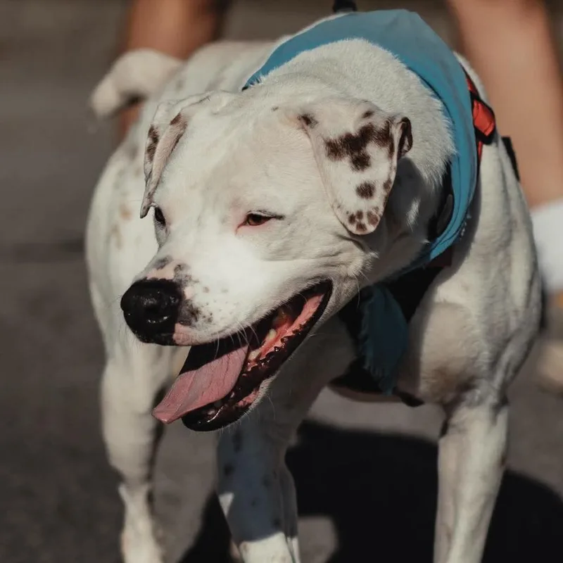 An adult medium-sized male White / Cream Boxer dog named Waldo for adoption in Jasper, IN