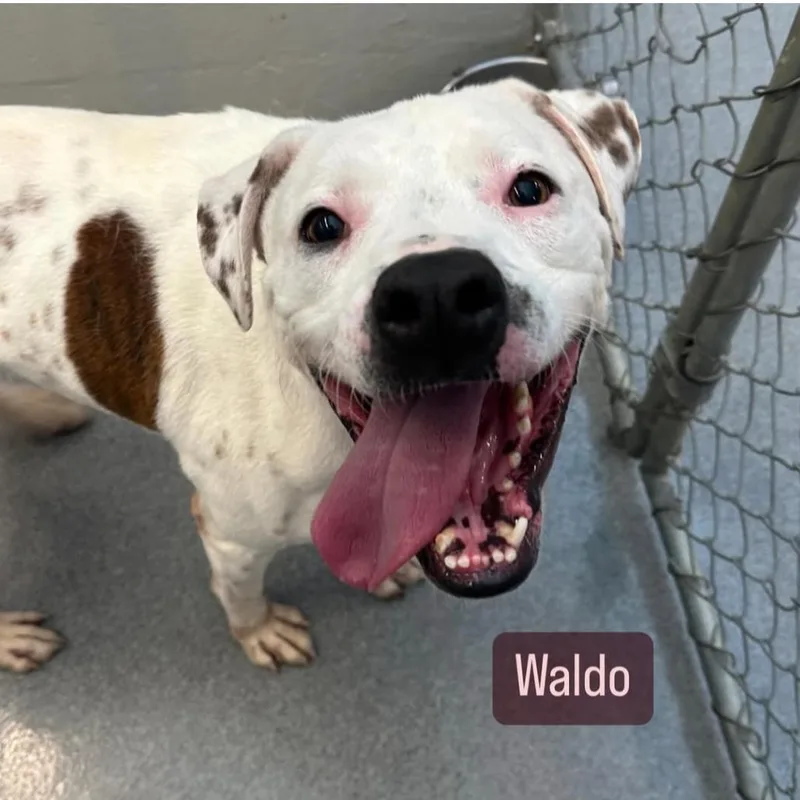 Waldo thumbnail 4
