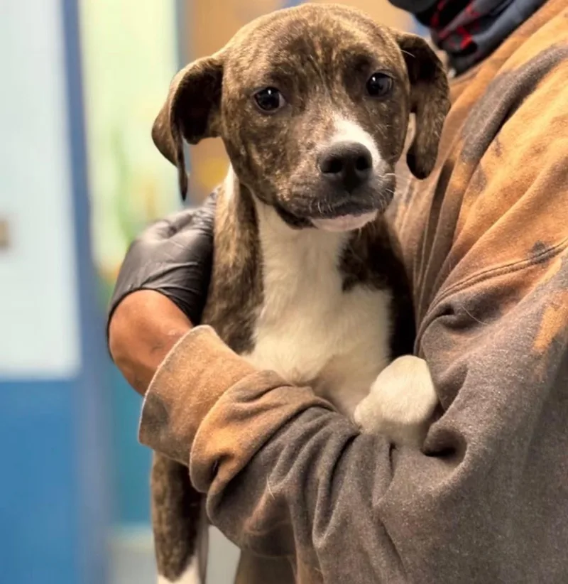 A baby medium-sized female Terrier dog named Leah for adoption in Carmel, NY