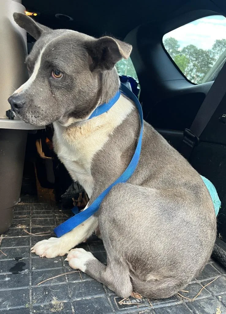 An adult medium-sized female Mixed Breed dog named Daisy Baby for adoption in Mount Gilead, NC