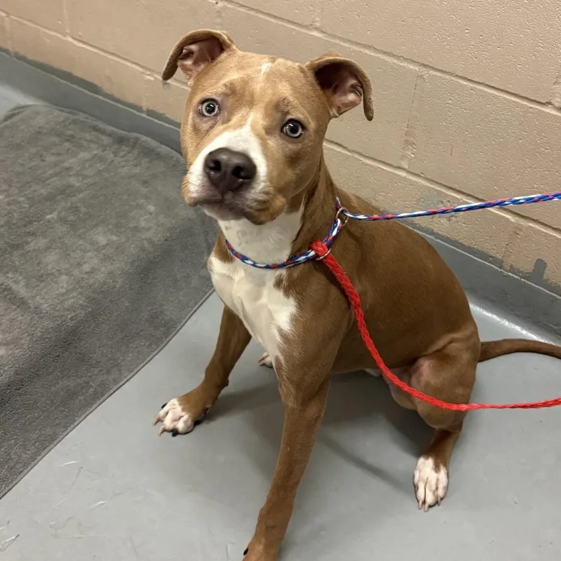 An adult medium-sized female Brown / Chocolate Pit Bull Terrier dog named Dezzy for adoption in Tacoma, WA