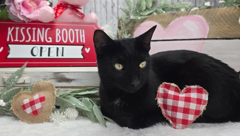 Maya  The Gentle thumbnail 3