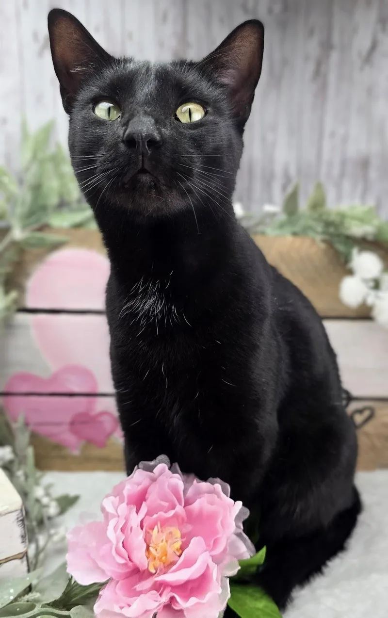 Maya  The Gentle thumbnail 4