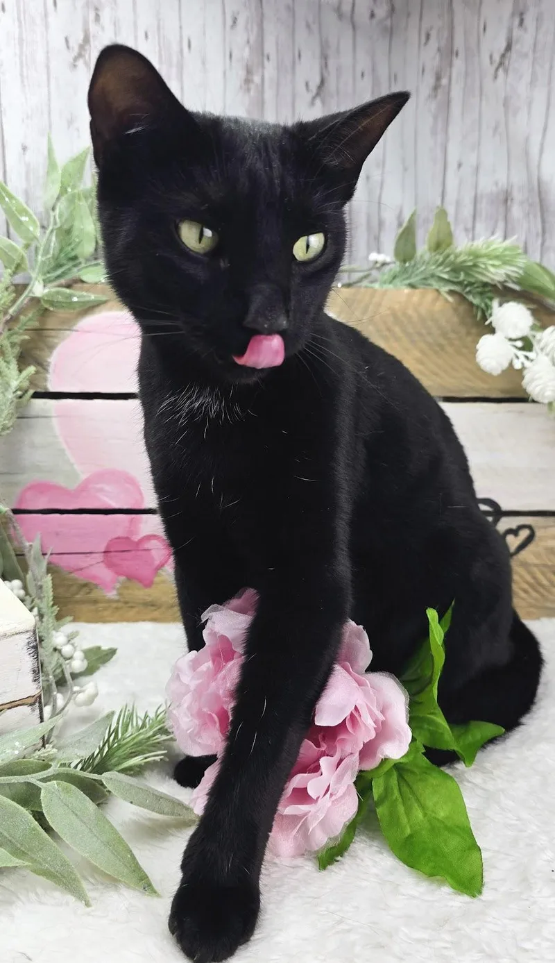 Maya  The Gentle thumbnail 5