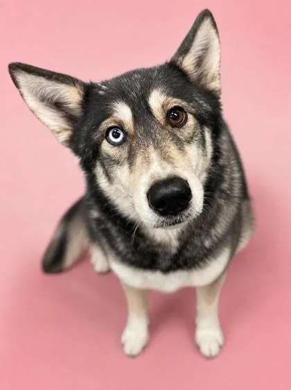 An adult medium-sized female Husky dog named Sky for adoption in Bowling Green, KY