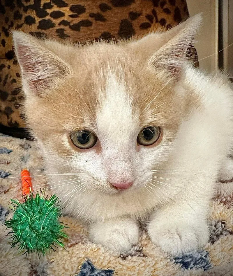 A baby small-sized male Orange & White Domestic Short Hair cat named Biscuit Boo for adoption in Saint George, UT