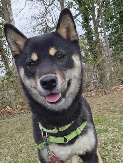 A young medium-sized female Black Shiba Inu dog named Aiko for adoption in Annapolis, MD