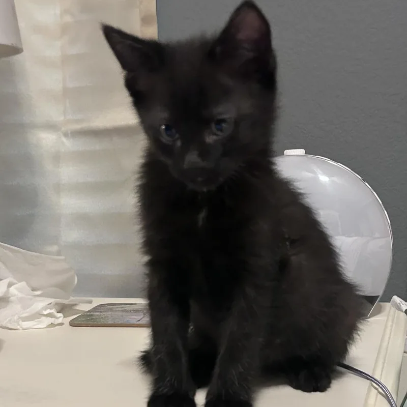 A baby small-sized male Black Domestic Short Hair cat named Willy Wonka for adoption in Austin, TX