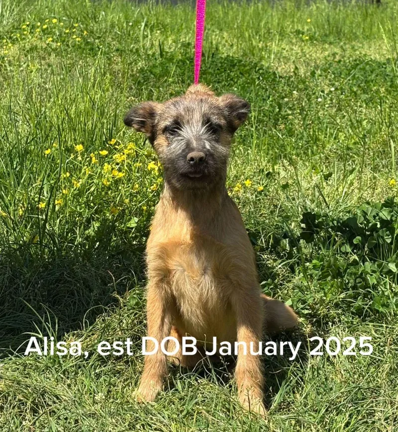 Alissa