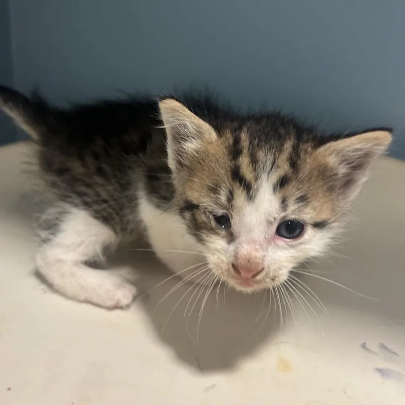 A baby small-sized male Calico Domestic Short Hair cat named Easton for adoption in Chattanooga, TN