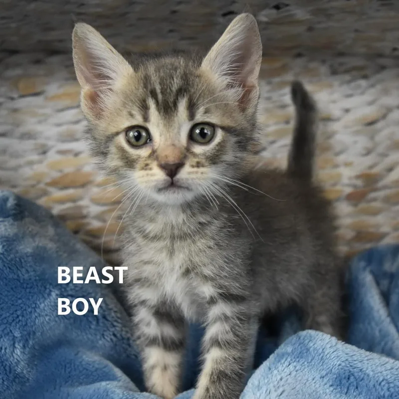 A baby small-sized male Gray / Blue / Silver Domestic Short Hair cat named Beast boy for adoption in Yuma, AZ
