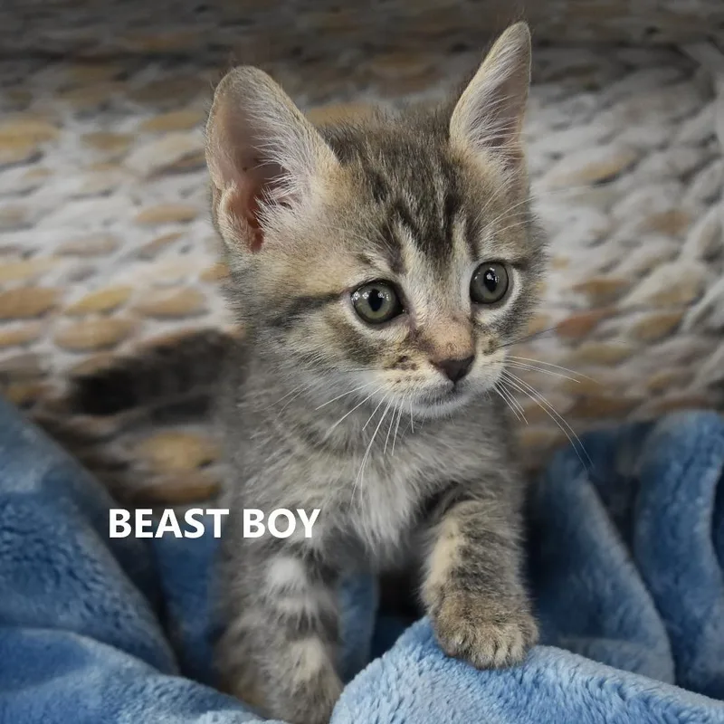 Beast boy thumbnail 2