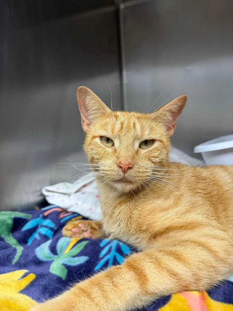 An adult medium-sized female Domestic Short Hair cat named Vivian for adoption in Pomona, NY