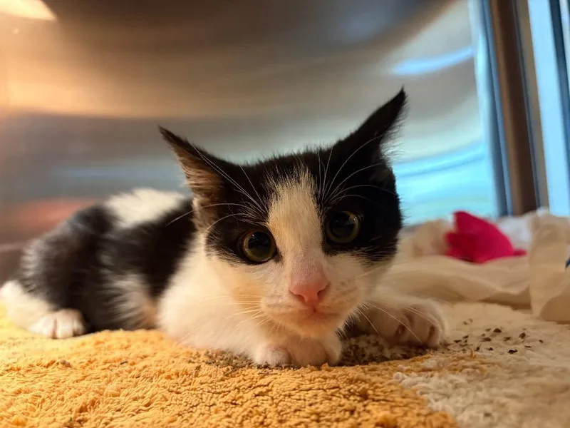 A baby small-sized male Domestic Short Hair cat named Echo for adoption in Seguin, TX