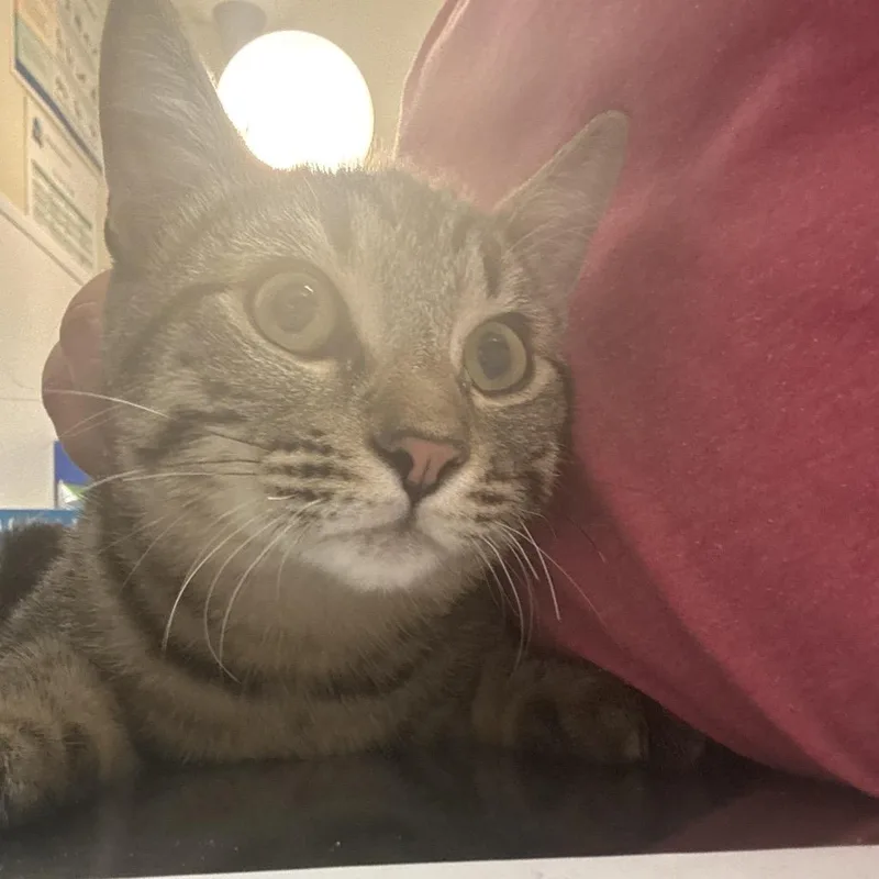 A young medium-sized male Gray / Blue / Silver Domestic Short Hair cat named Gio for adoption in Tulsa, OK