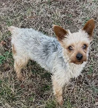 Louie