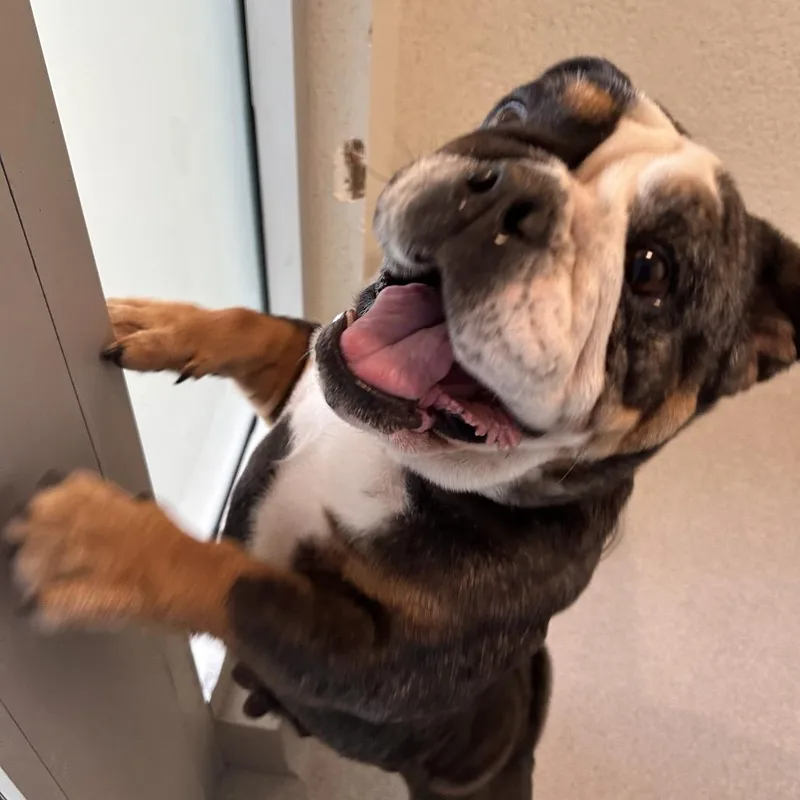 An adult medium-sized female Black English Bulldog dog named Ms. Ruby for adoption in Playa Vista, CA