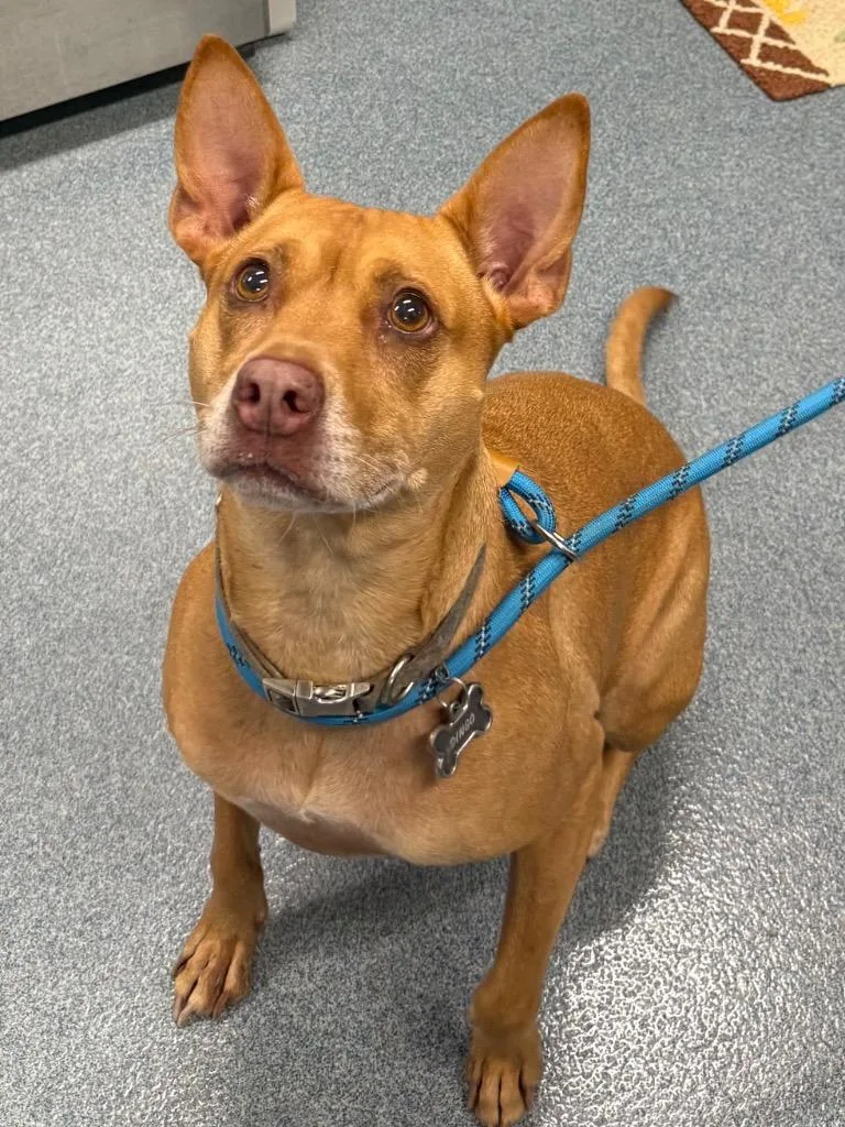 An adult medium-sized female Mixed Breed dog named Dingo for adoption in Sapulpa, OK