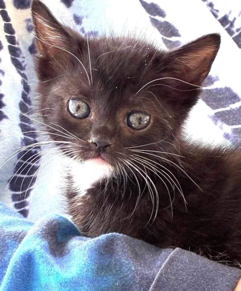 A baby medium-sized female Black & White / Tuxedo Domestic Short Hair cat named Cher for adoption in Great Neck, NY