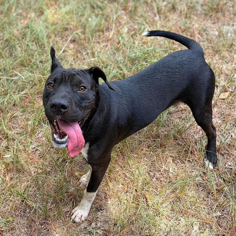 A young medium-sized male Shar-Pei dog named Sprout for adoption in Lufkin, TX
