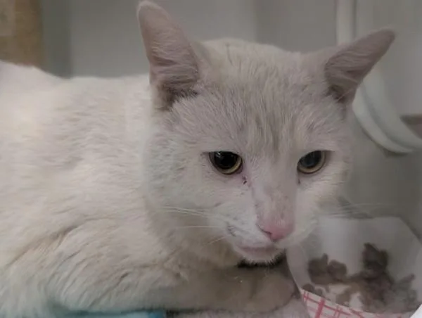 An adult small-sized male Domestic Short Hair cat named Barfi for adoption in El Cajon, CA