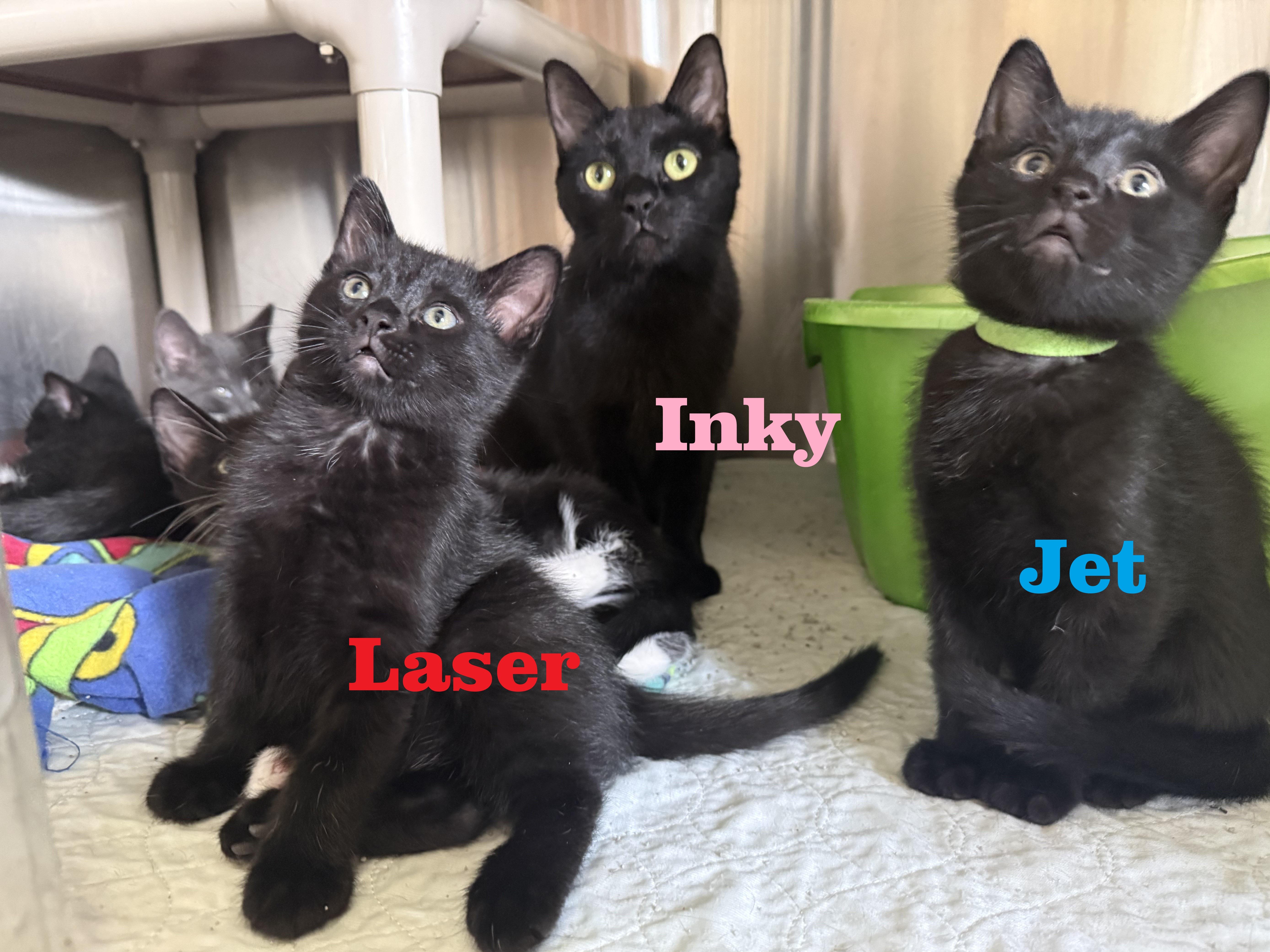 A baby medium-sized male Black Domestic Short Hair cat named Jet for adoption in La Crescent, MN