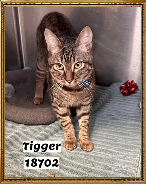 Tigger