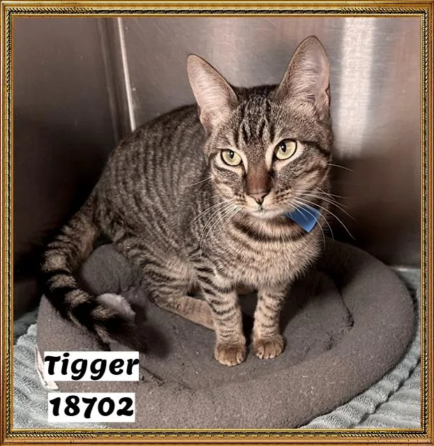Tigger thumbnail 2
