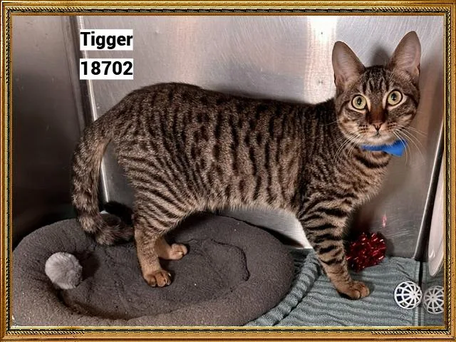 Tigger thumbnail 4