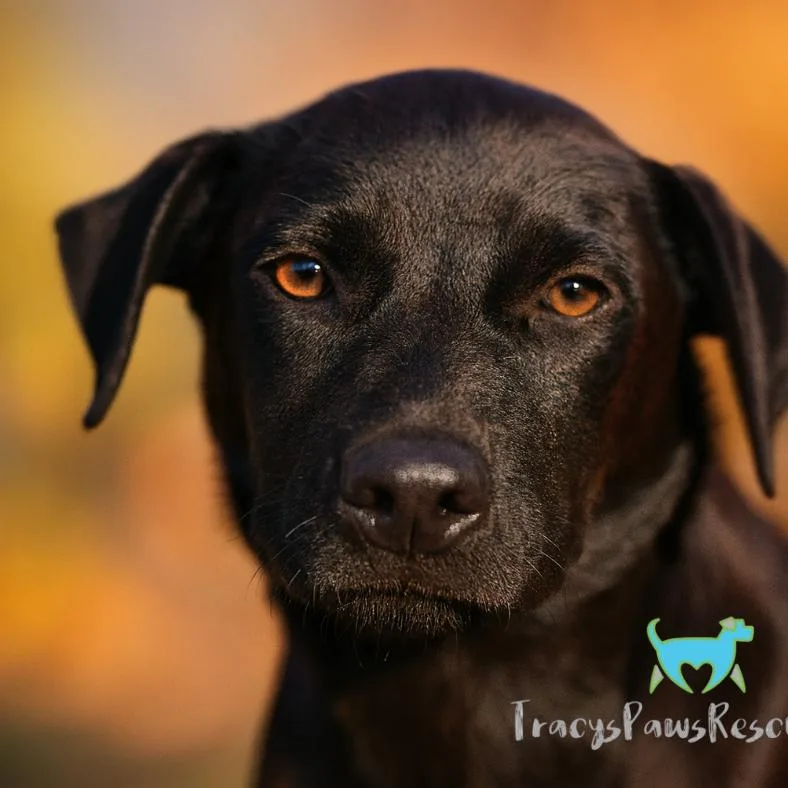 A young medium-sized male Black Retriever dog named Boomer for adoption in Hondo, TX