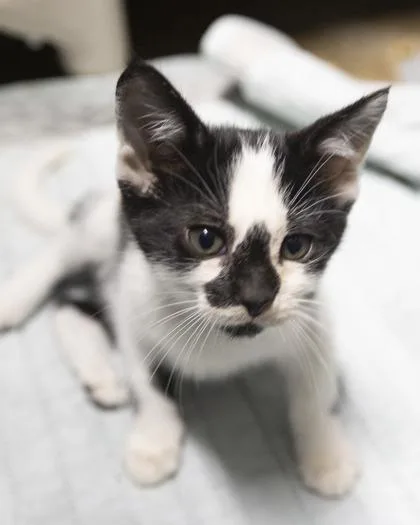 A baby medium-sized male Domestic Short Hair cat named Gibbs for adoption in Bedford, IN