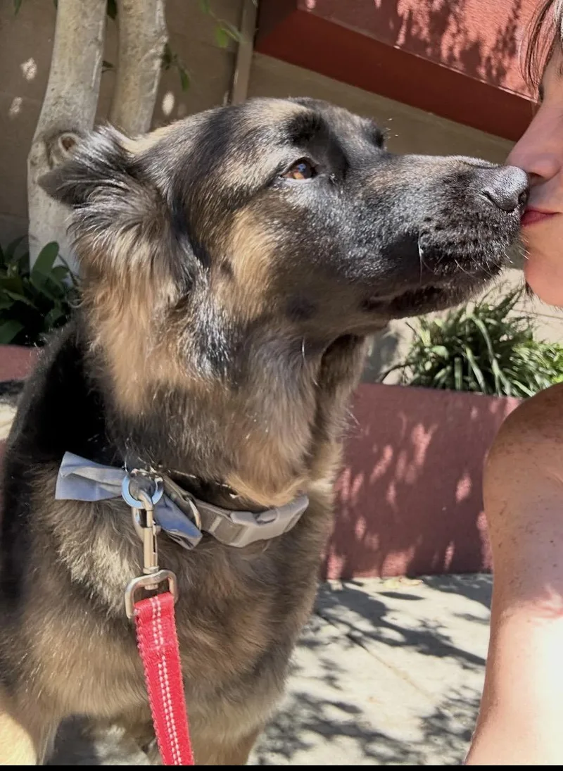 An adult large-sized male Brown / Chocolate German Shepherd Dog dog named Leo Contact Sylva for adoption in Sherman Oaks, CA