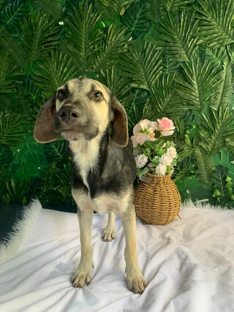 A baby medium-sized male Black Mixed Breed dog named Lobo for adoption in Richmond, VA