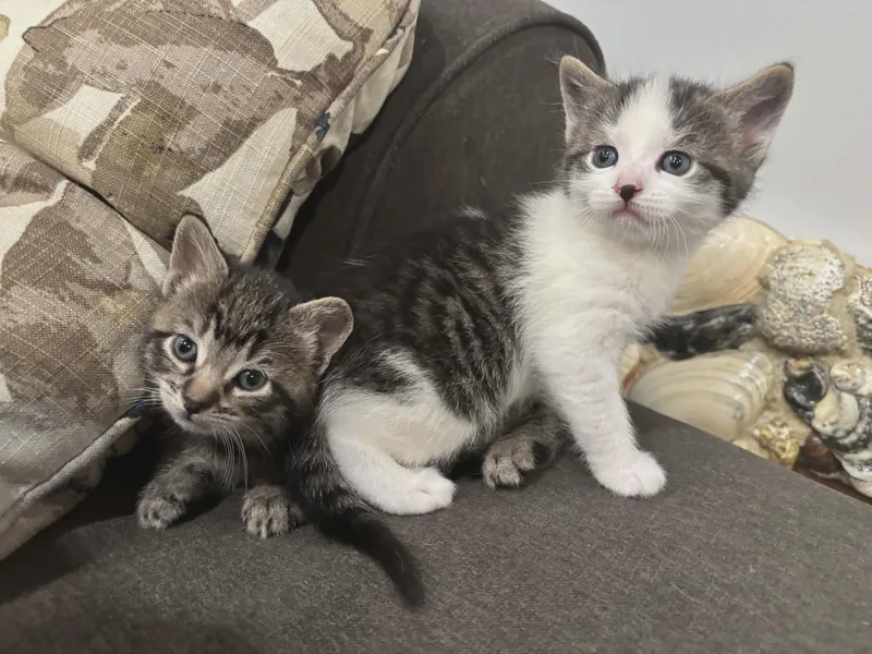 A baby small-sized male Tabby (Gray / Blue / Silver) Domestic Short Hair cat named Squirt for adoption in Bayonne, NJ