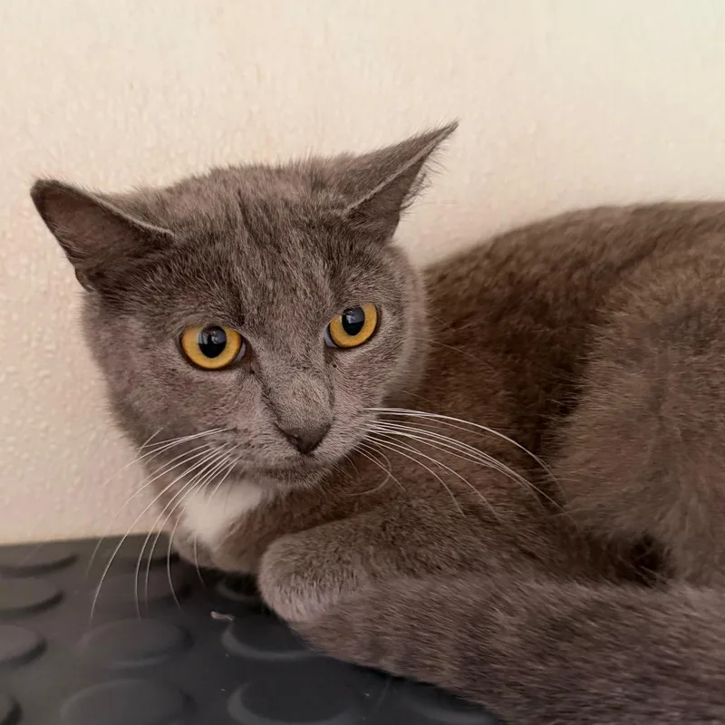 Pennylane  Costa Mesa