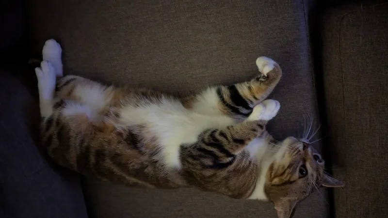 Kimber  Sweet And thumbnail 2